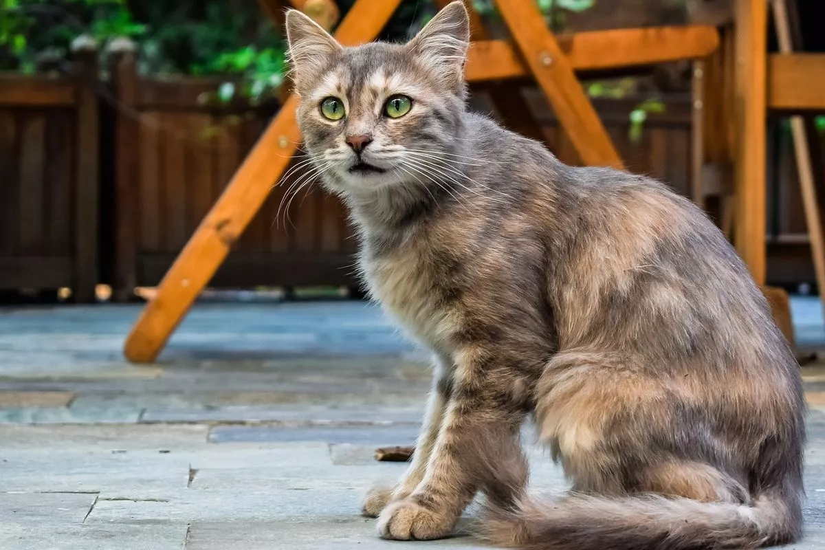 Ketahui Alasan Kucing Liar Suka Menjadikan Halaman Rumah Toilet