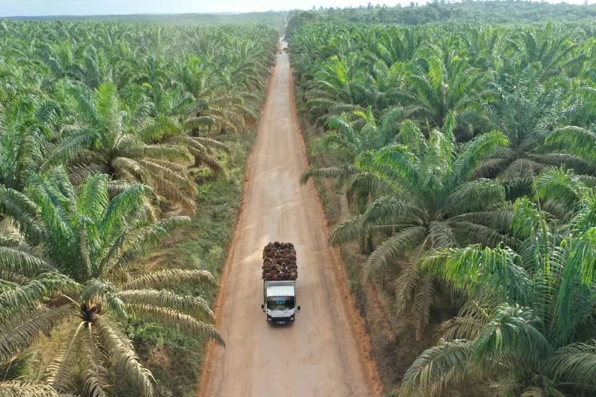 Operasional Membaik, DSNG Cetak Pertumbuhan Positif Kuartal I 2026