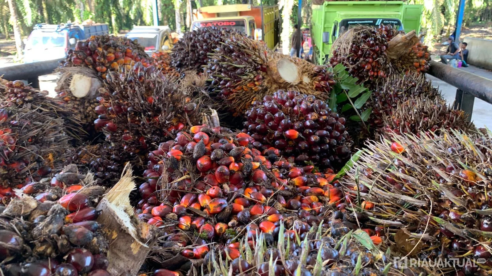 Harga TBS Kelapa Sawit Mitra Swadaya di Riau Tembus Rp3.668 per Kilogram