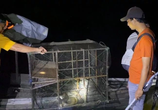 Dua Kali Sepekan, King Cobra hingga Python Masuk Bubu Nelayan di Kampar