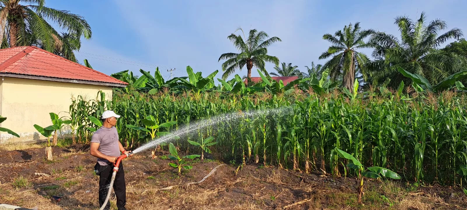 Dari Kantor Polisi ke Kebun Jagung, Ini Cara Polsek Bangko Pusako Dukung Asta Cita