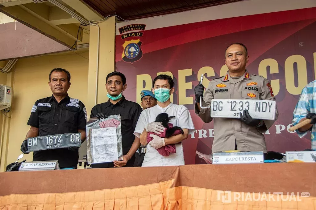 Polisi Gagalkan Perdagangan Anak Siamang di Pekanbaru 