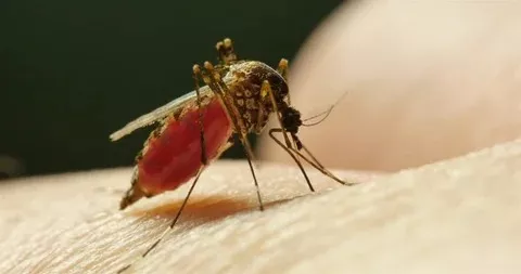 Nyamuk Terbukti Lebih Suka Darah Manusia Ketimbang Darah Hewan