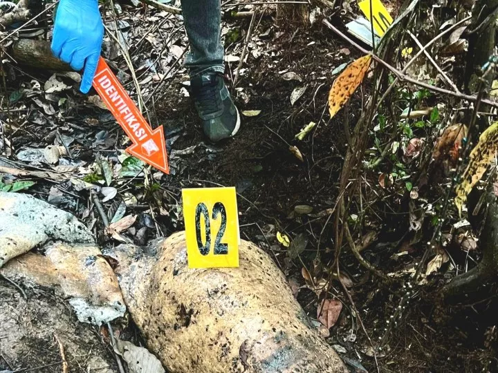 BBKSDA Riau: Gajah Sumatera Mati di Pelalawan Berumur 40 Tahun dan Jantan