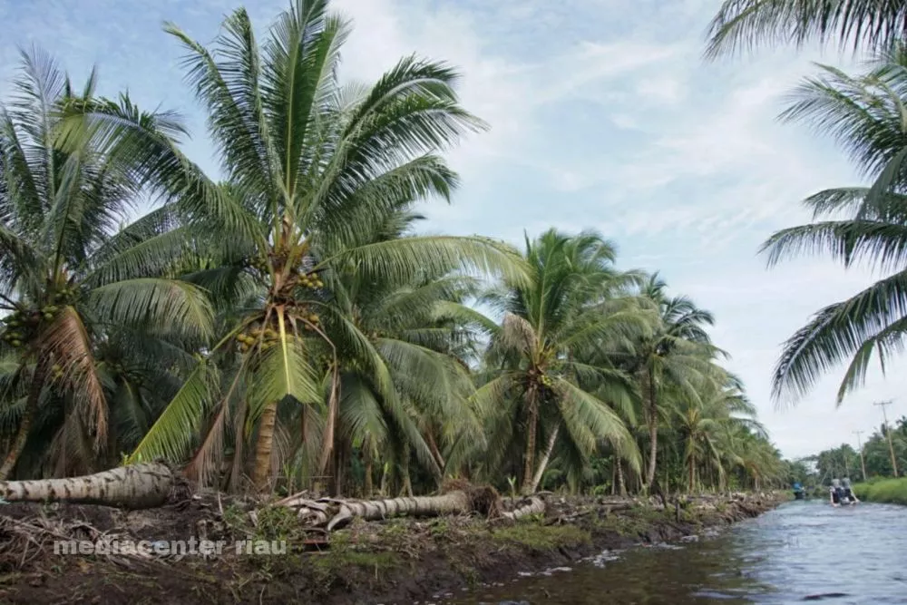 Ribuan Hektare Kelapa di Riau Direplanting, Produktivitas Petani Ditargetkan Meningkat