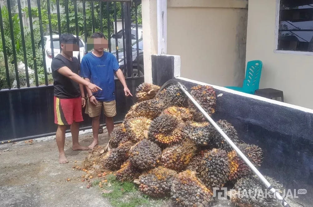 Curi 50 Tandan Sawit, Dua Pria di Siak Diamankan Polisi