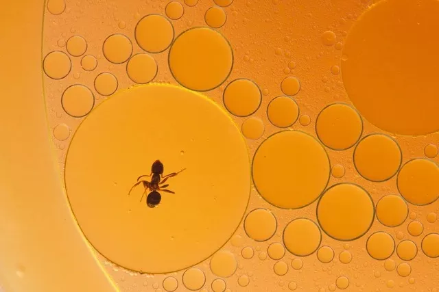 Botol Minyak Goreng Dikerubungi Semut, Masih Aman Dipakai atau Tidak?