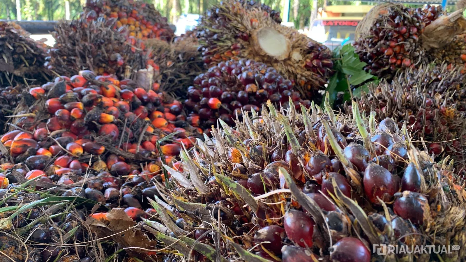 Berlaku Dua Pekan, Harga Kelapa Sawit Swadaya di Riau Sentuh Rp3.642 per Kilogram