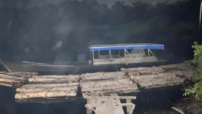 Polisi Bongkar Illegal Logging di Bengkalis, 3 Pelaku Diamankan