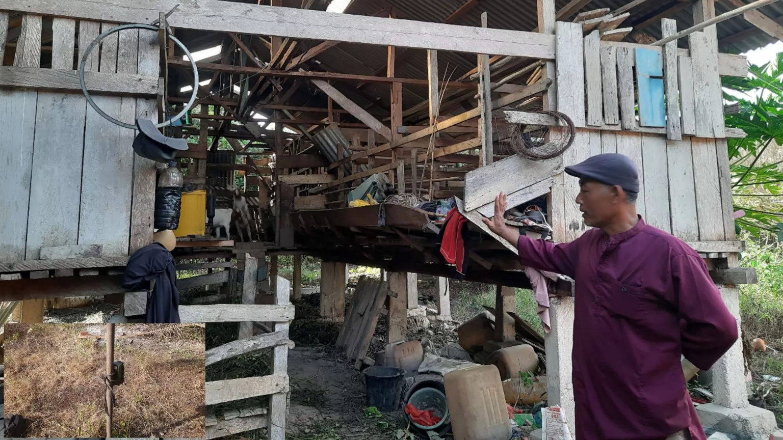 Harimau Sumatera Masuk Permukiman, Warga Siak Hidup dalam Ketakutan