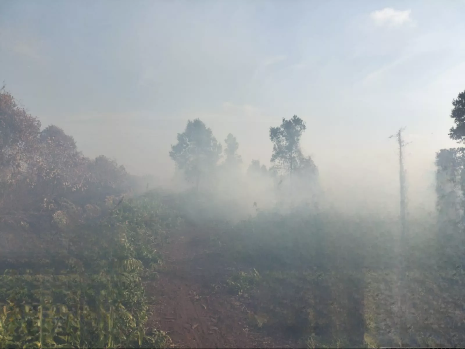 Api Muncul Lagi, Karhutla di Pulau Rupat Bengkalis Belum Padam