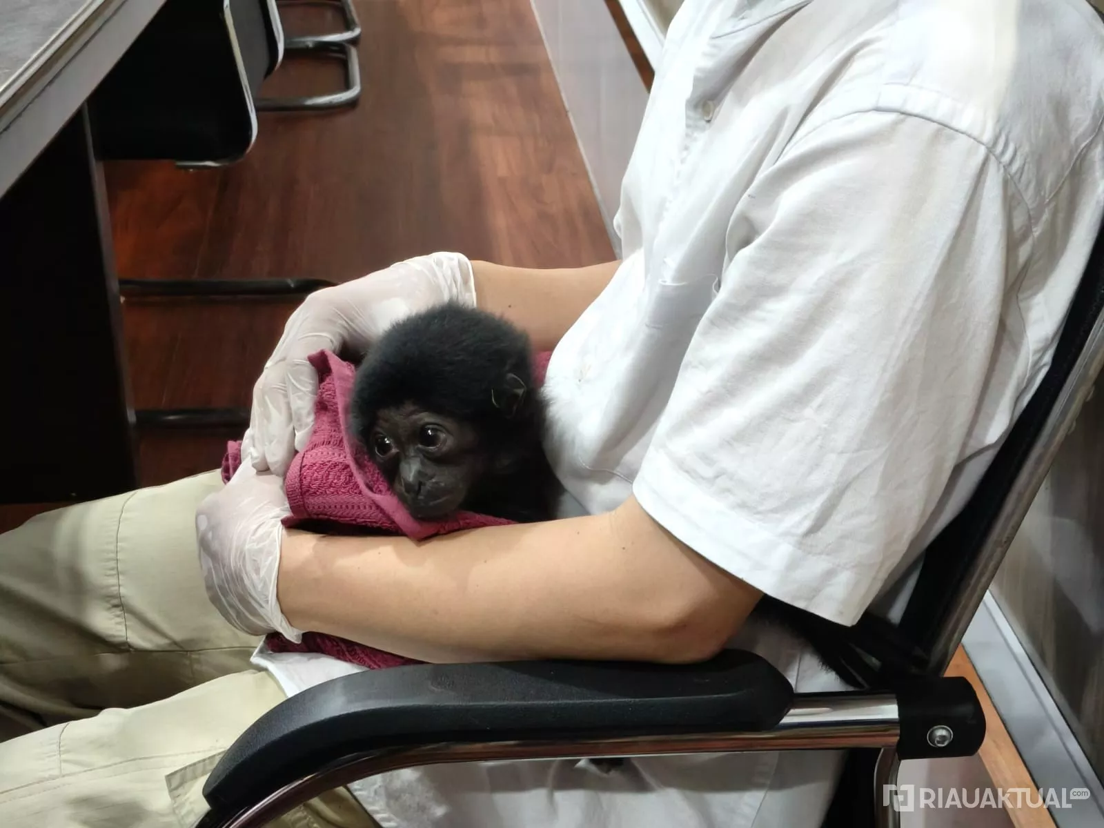 Jual Owa Siamang Rp10 Juta, Pria di Pekanbaru Terancam 15 Tahun Penjara