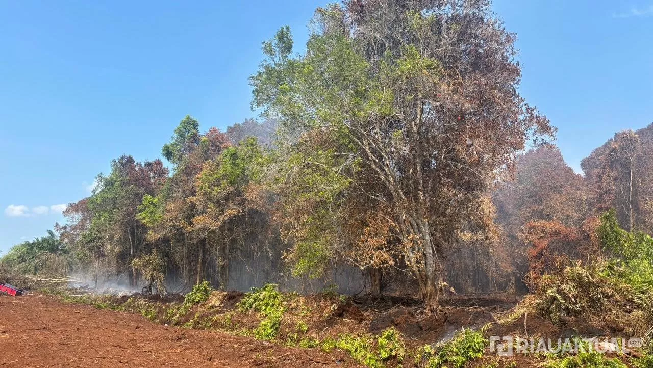 Perambah Hutan di Bukit Batu Jadi Tersangka, 5 Hektare Lahan Gambut Terbakar
