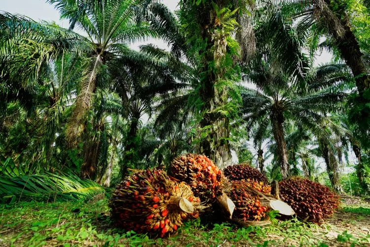 Harga TBS Kelapa Sawit Mitra Swadaya di Riau Tembus Rp3.487 per Kilogram