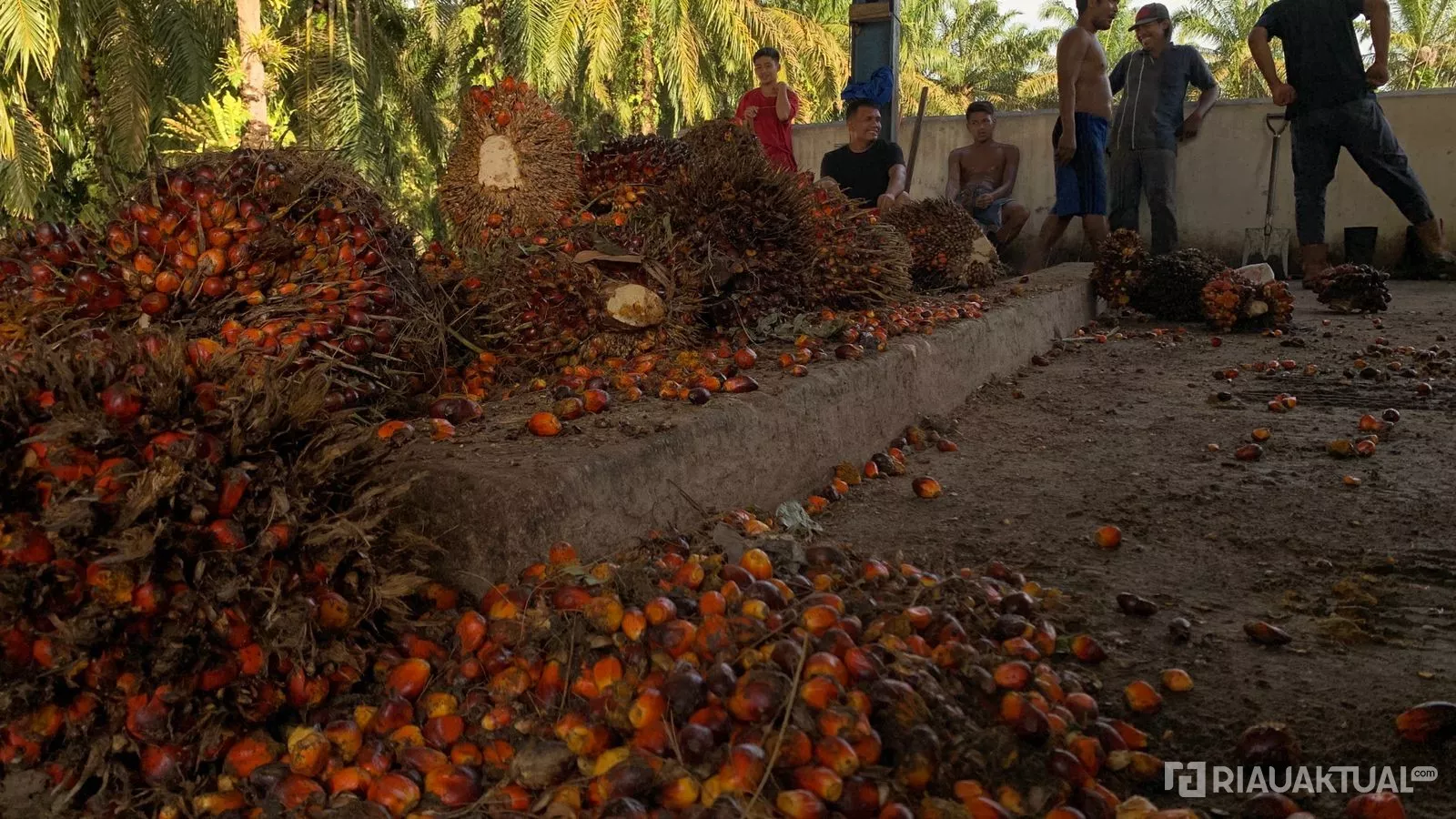 Naik, Harga TBS Plasma di Riau Capai Rp3.611 per Kilogram