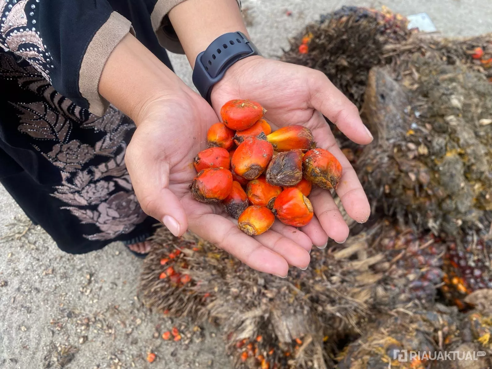 Harga Kelapa Sawit Swadaya di Riau Sentuh Rp3.642 per Kilogram