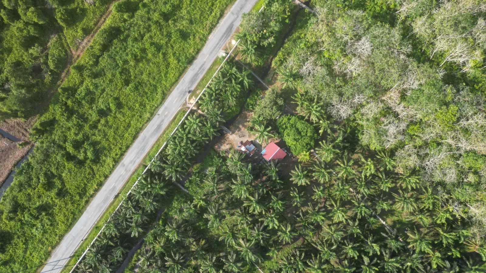 Harimau Sumatera Terekam CCTv di Pemukiman Warga Siak