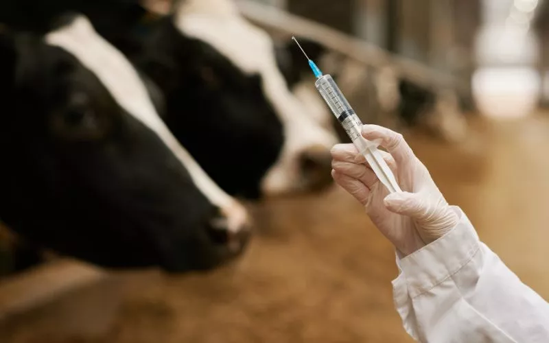 Tahun Ini 44.700 Hewan Ternak di Riau Ditargetkan Divaksinasi PMK