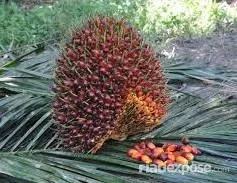 Harga TBS Sawit Riau Naik, Tembus Rp3.994,10 per Kg