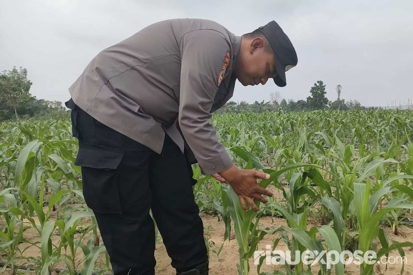Bhabin Polsek Tualang Pantau Jagung Pipil di Ponpes Abu Huroiroh