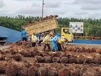 Limbah Sawit Disulap Jadi Gas, Pangkas Emisi 28 Ribu Ton