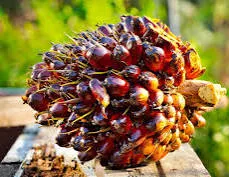 Harga TBS Riau Turun, CPO Anjlok Rp221 per Kg