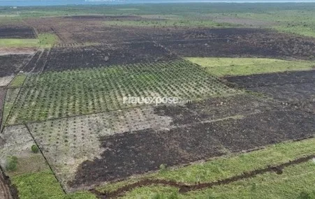    Eks Lahan Karhutla 2.400 Hektare di Bengkalis Berhasil Direstorasi