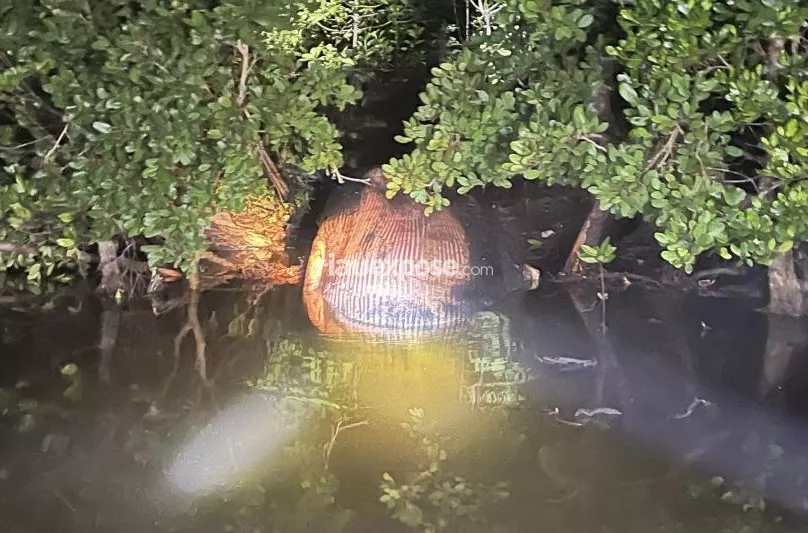 Bangkai Paus 8 Meter Seberat 4 Ton Terdampar di Hutan Bakau Inhil
