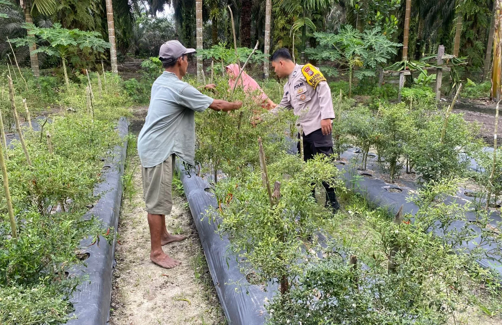  Bhabinkamtibmas Desa Payarumbai Dampingi Warga Kembangkan Tanaman Cabai di Pekarangan
