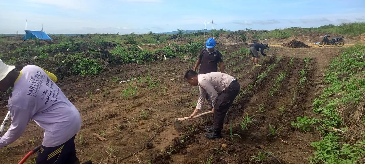 Polsek Kuantan Mudik Lakukan Pengecekan dan Pemupukan Jagung Pipil, Dukung Swasembada Pangan 2026