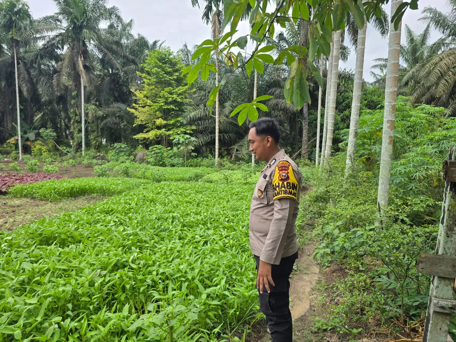  “Kangkung Petala Bumi: Si Ijo 7 Hari Panen Jadi Jurus Hemat Dapur Warga Seberida”
