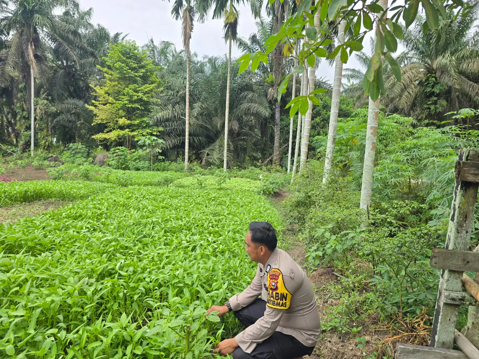 Dukung Ketahanan Pangan Nasional, Pekarangan Warga di Petala Bumi Disulap Jadi Lahan Produktif