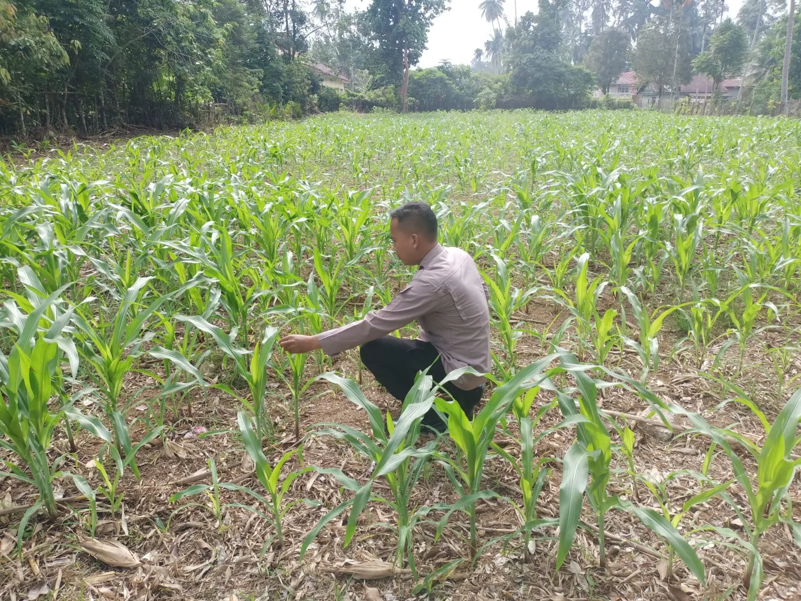 Polisi Cinta Petani, Polsek Kuantan Mudik Cek Perkembangan Jagung Pipil di Desa Air Duri.