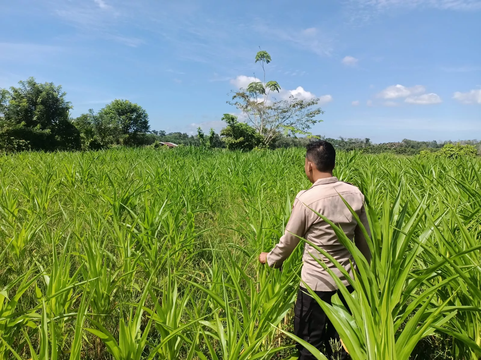 Polsek Kuantan Mudik Cek Perkembangan Jagung Pipil, Dukung Program Swasembada Pangan 2026