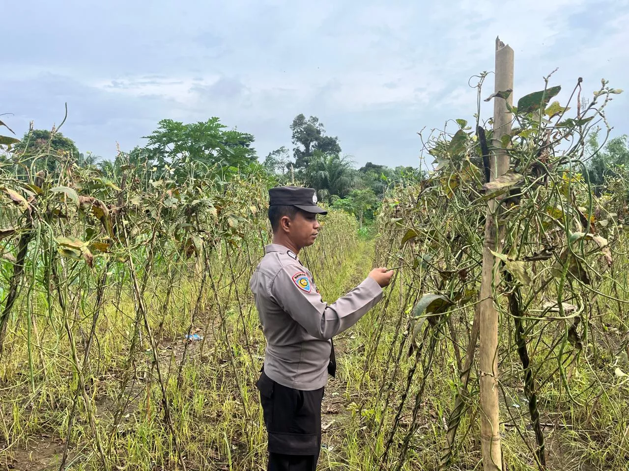  Bripka Ari Haryatman Tinjau Pekarangan Pangan Bergizi di Desa Seberida, Dukung Program Asta Cita Presiden
