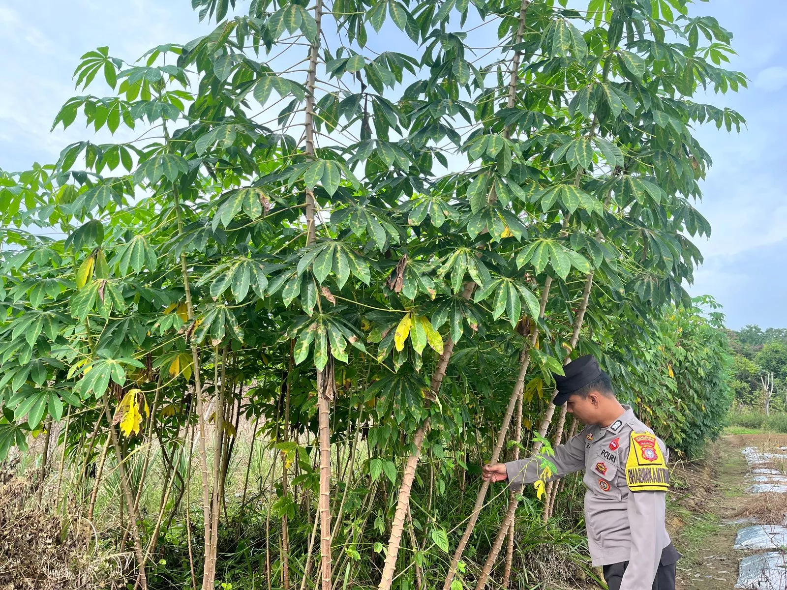  Polsek Batang Gansal Tinjau Pekarangan Bergizi di Desa Seberida, Dukung Program Asta Cita Presiden