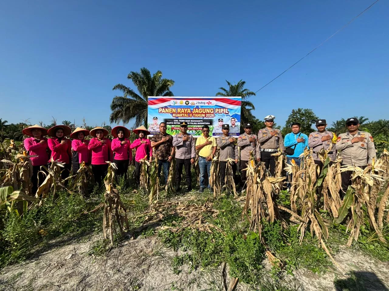  Panen Raya Jagung di Batang Gansal, Dukung Program Ketahanan Pangan Asta Cita Presiden