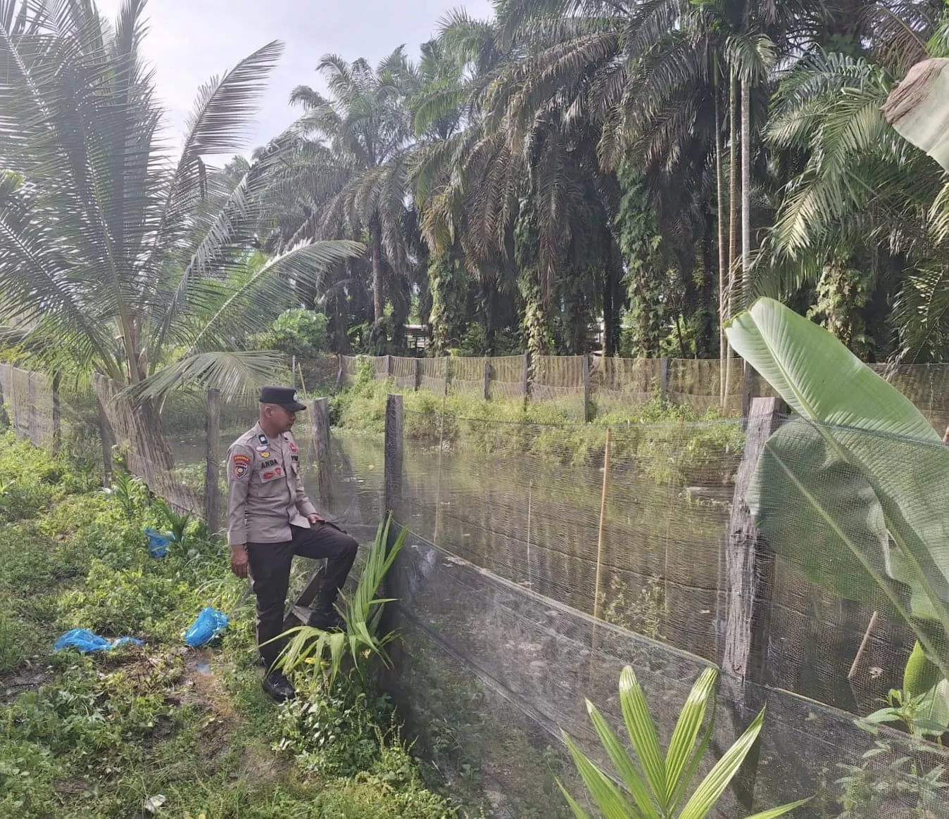  Melalui Budidaya Ikan Patin, Bhabinkamtibmas Dorong Kemandirian Pangan Warga