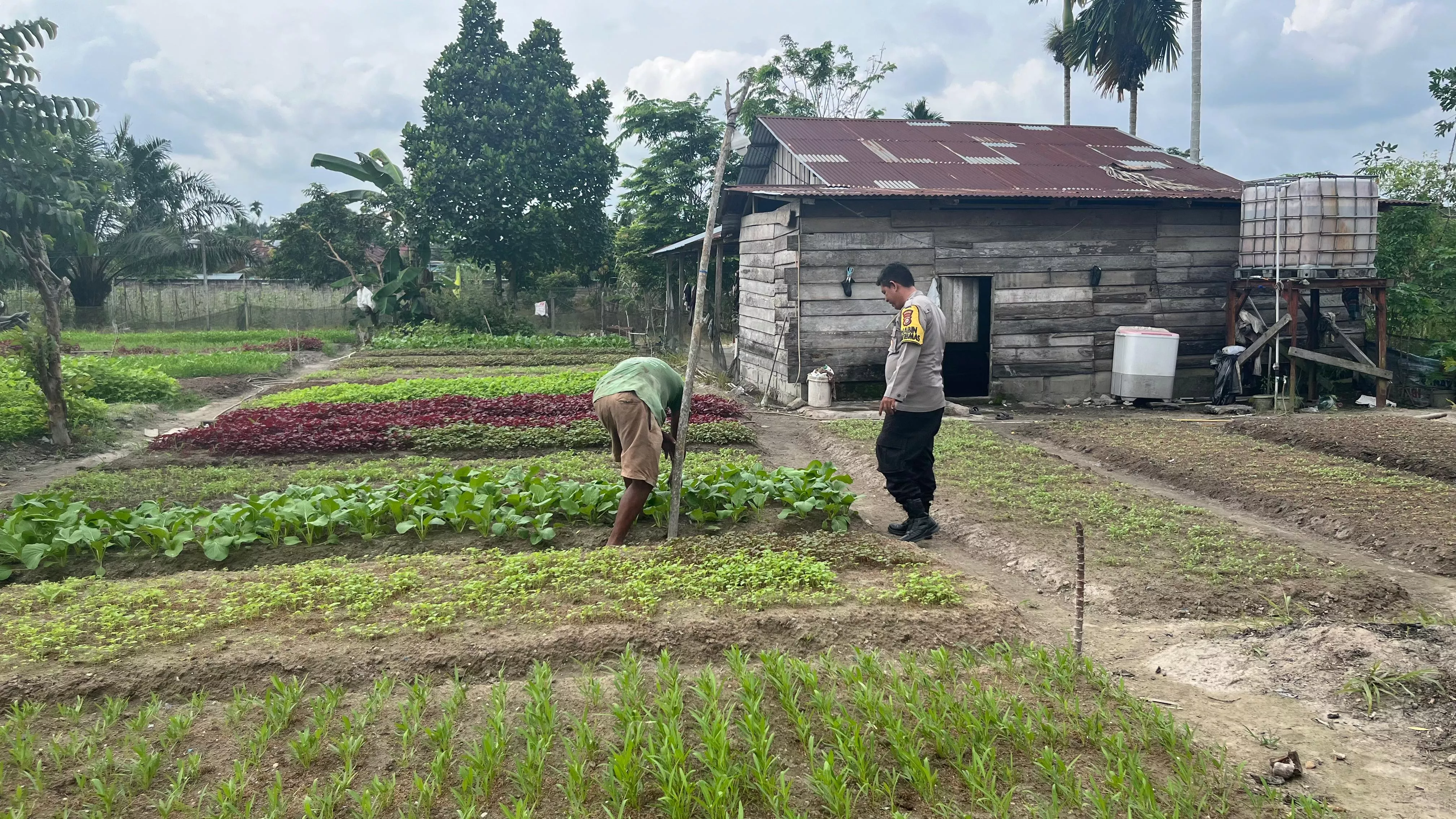  Implementasikan Program Ketahanan Pangan, Polsek Seberida Beri Motivasi Petani Rumah Tangga