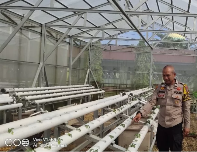 Dari Pekarangan Kantor Desa, Bhabinkamtibmas Seberida Sulap Lahan Sempit Jadi Penopang Ketahanan Pangan