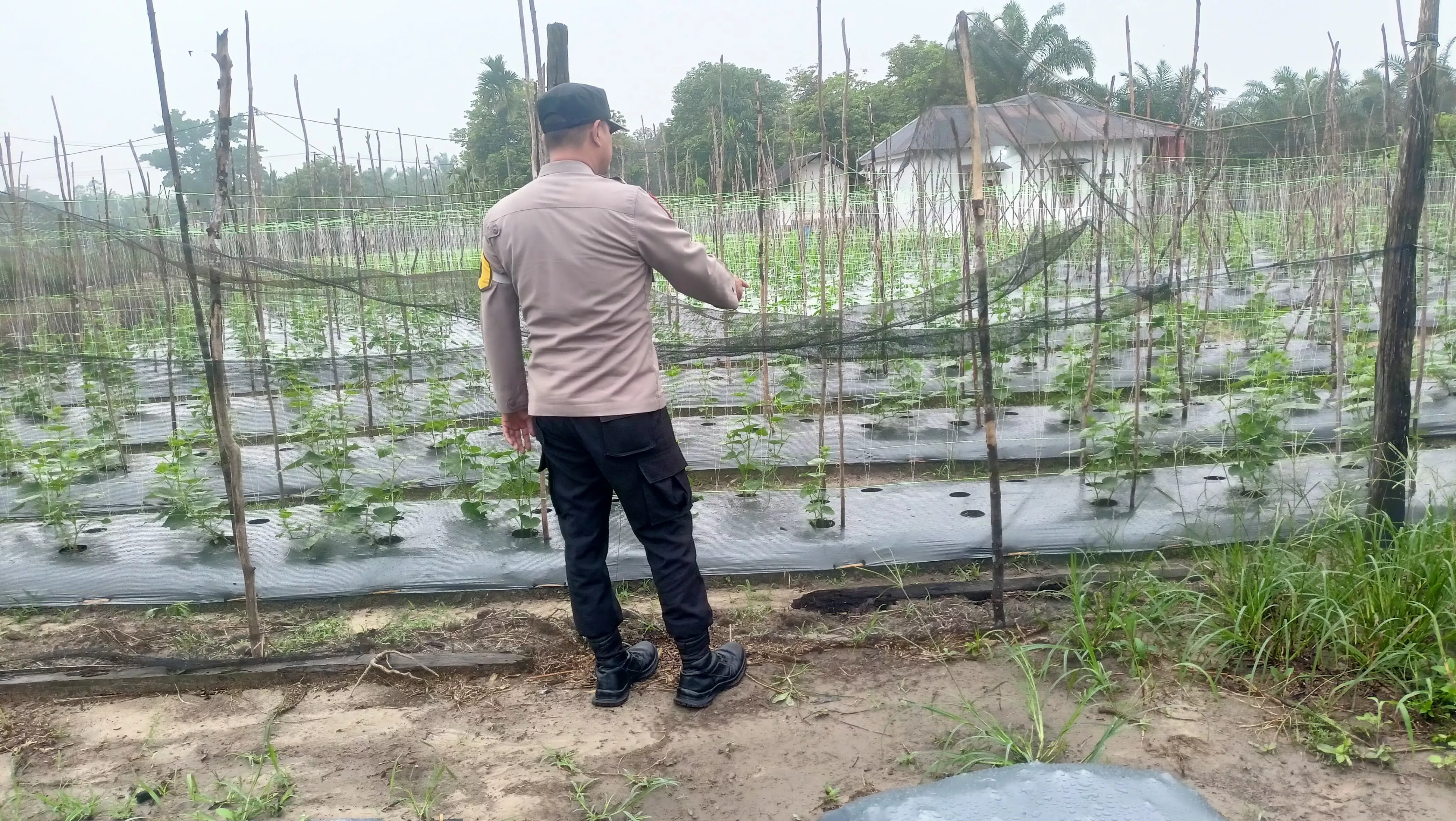  Bhabinkamtibmas Polsek Seberida Ajak Warga Manfaatkan Pekarangan untuk Budidaya Mentimun Dukung Ketahanan Pangan Nasional