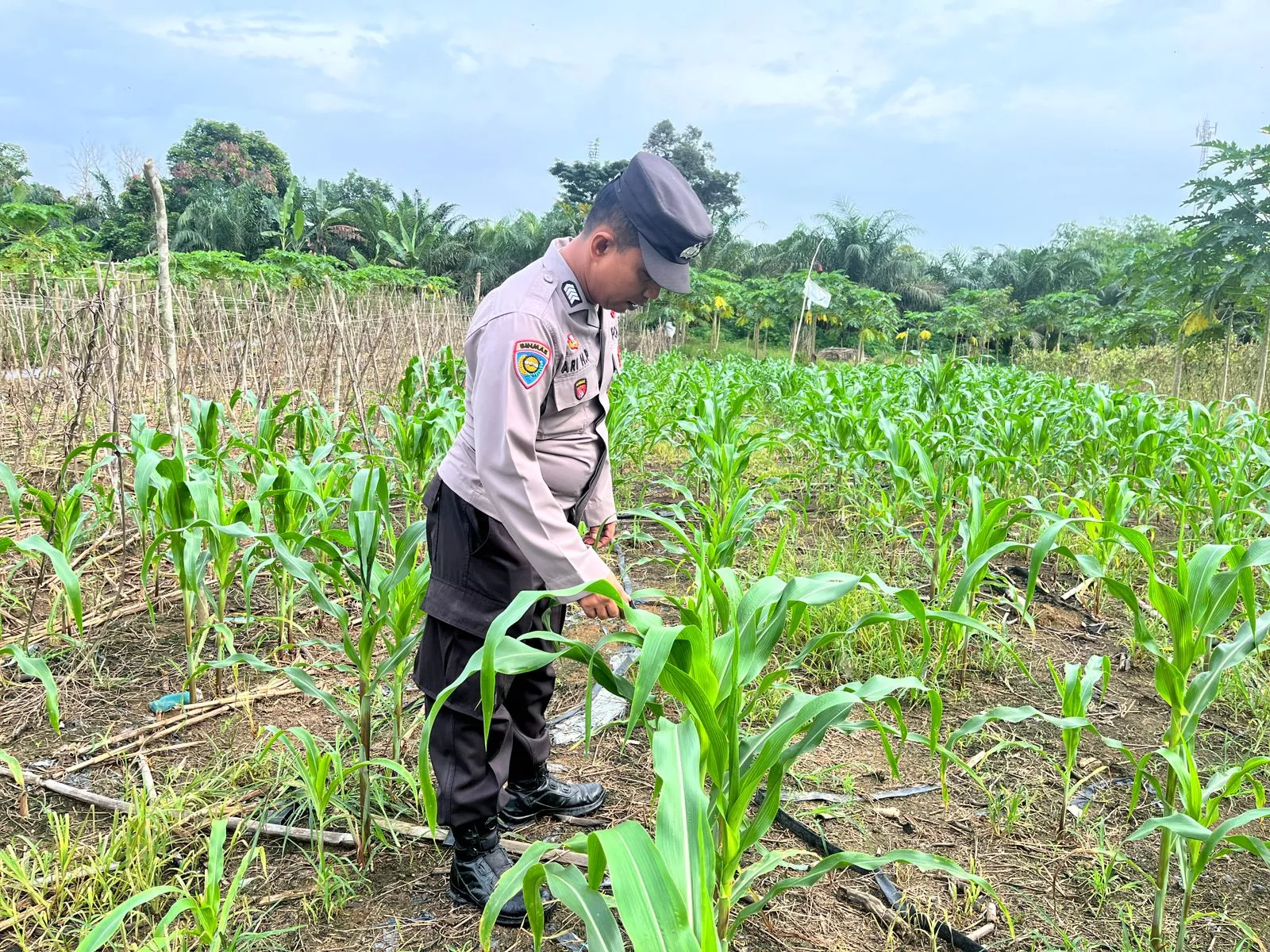  Jagung 50 Hari Diuji Cuaca, Polisi dan Warga Tetap Optimistis Wujudkan Swasembada Pangan di Batang Gansal