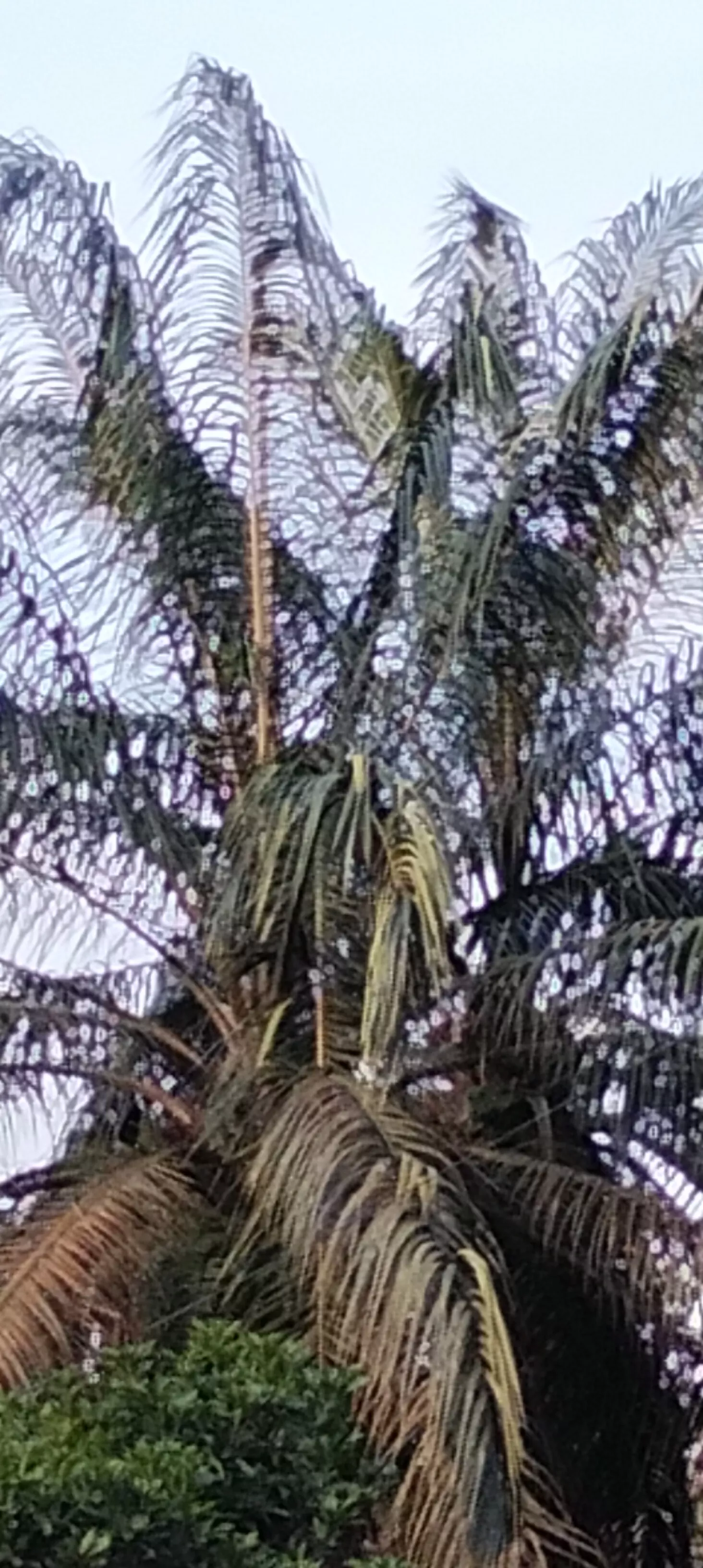 Pola Replanting Kebun Plasma Petani Kelapa Sawit Masih Kontroversi