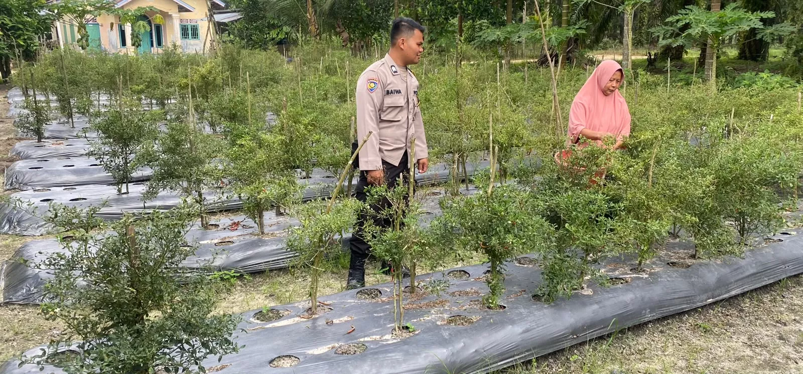  Polisi Hadir di Lahan Warga, Bhabinkamtibmas Seberida Galakkan Gerakan Pekarangan Produktif