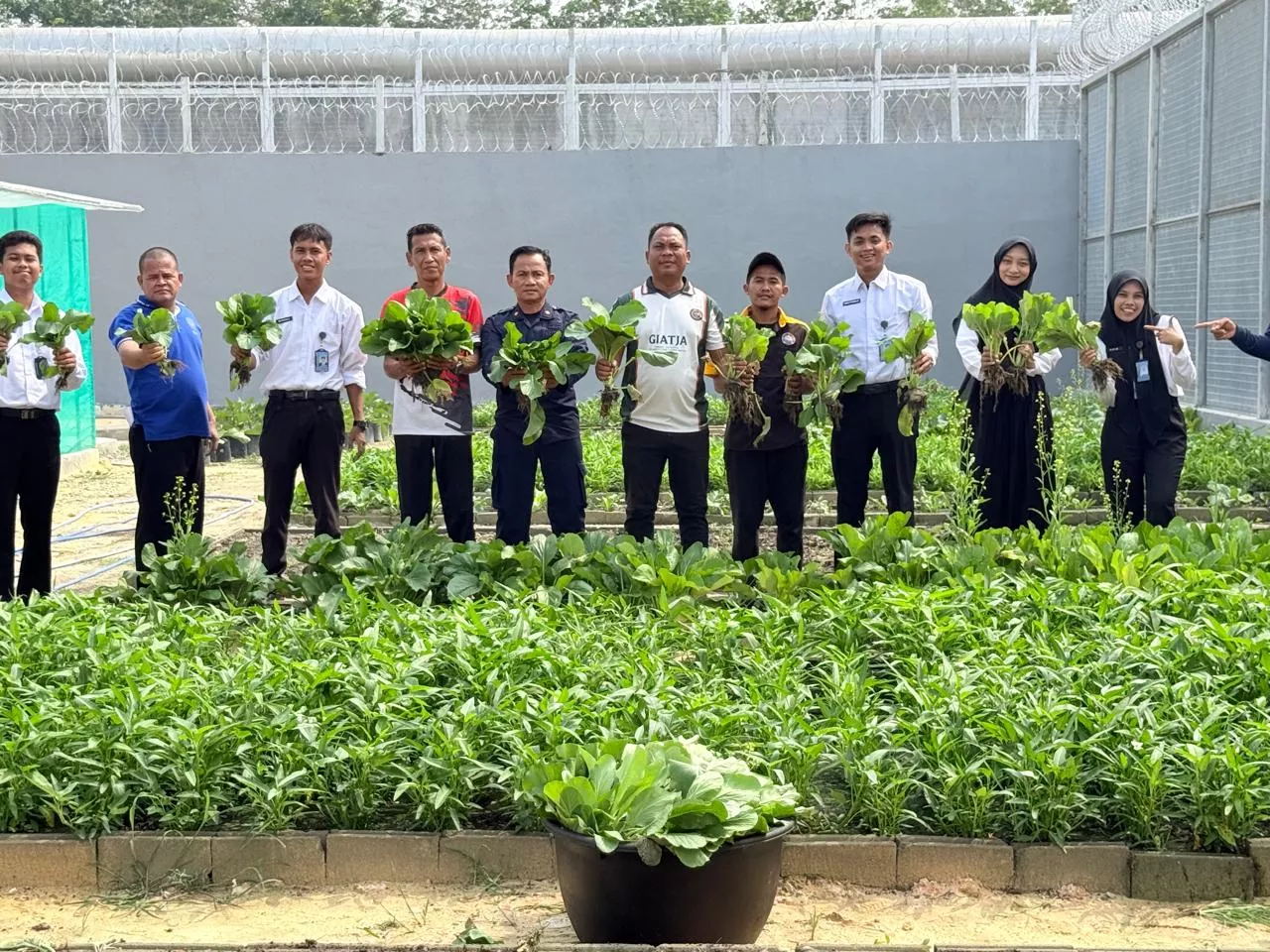 Napi Produktif! Hasil Panen Sawi dan Melon Lapas Bagansiapiapi Langsung Borong Pasar Luar