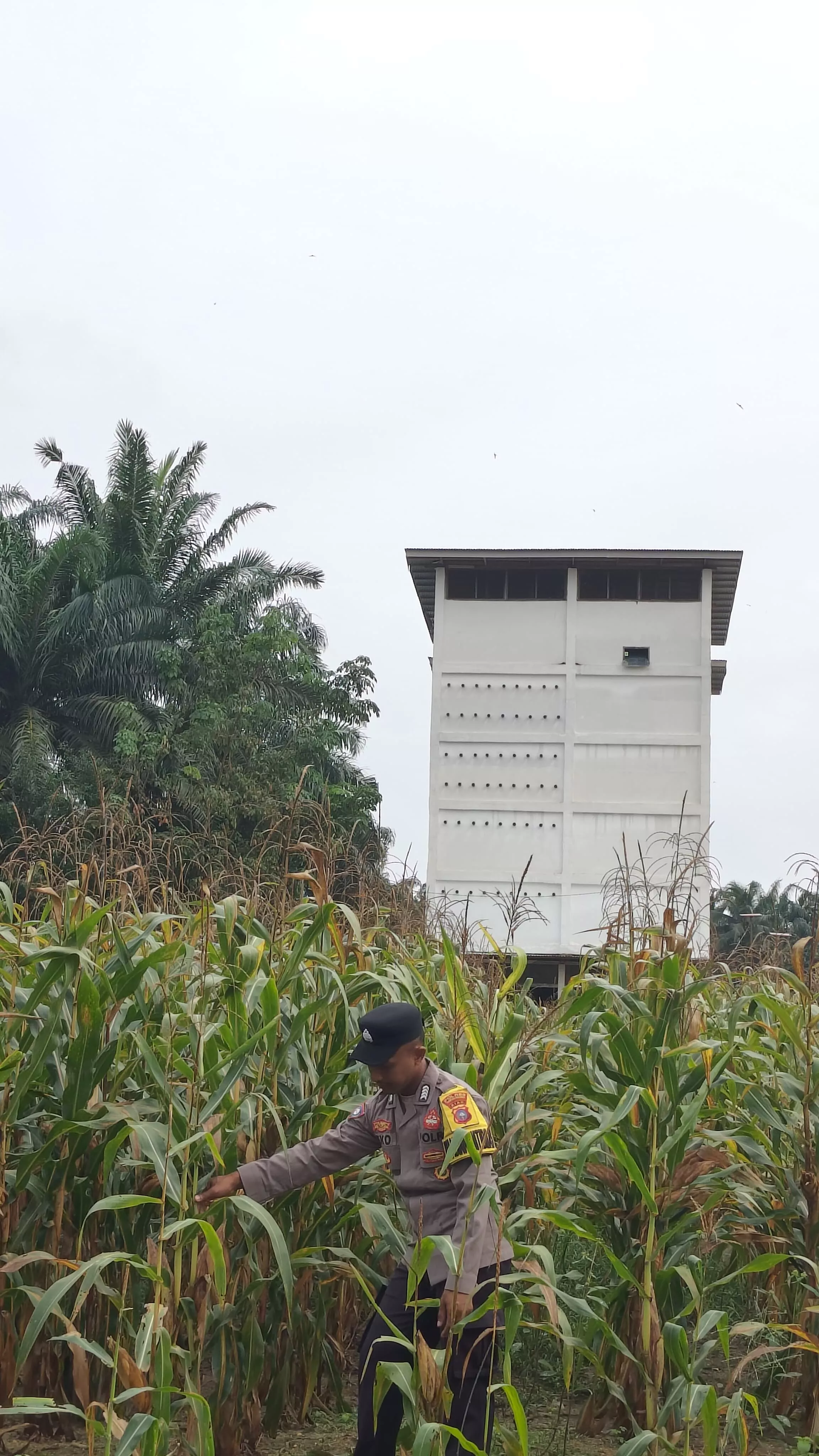 Polsek Logas Tanah Darat Cek Perkembangan Jagung Ketahanan Pangan, Dukung Swasembada Pangan Nasional 2026