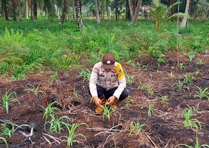 Empat Pekan Pasca Tanam, Jagung di Griya Mukti Jaya Tumbuh Menjanjikan, Bhabinkamtibmas Lakukan Pemantauan Langsung