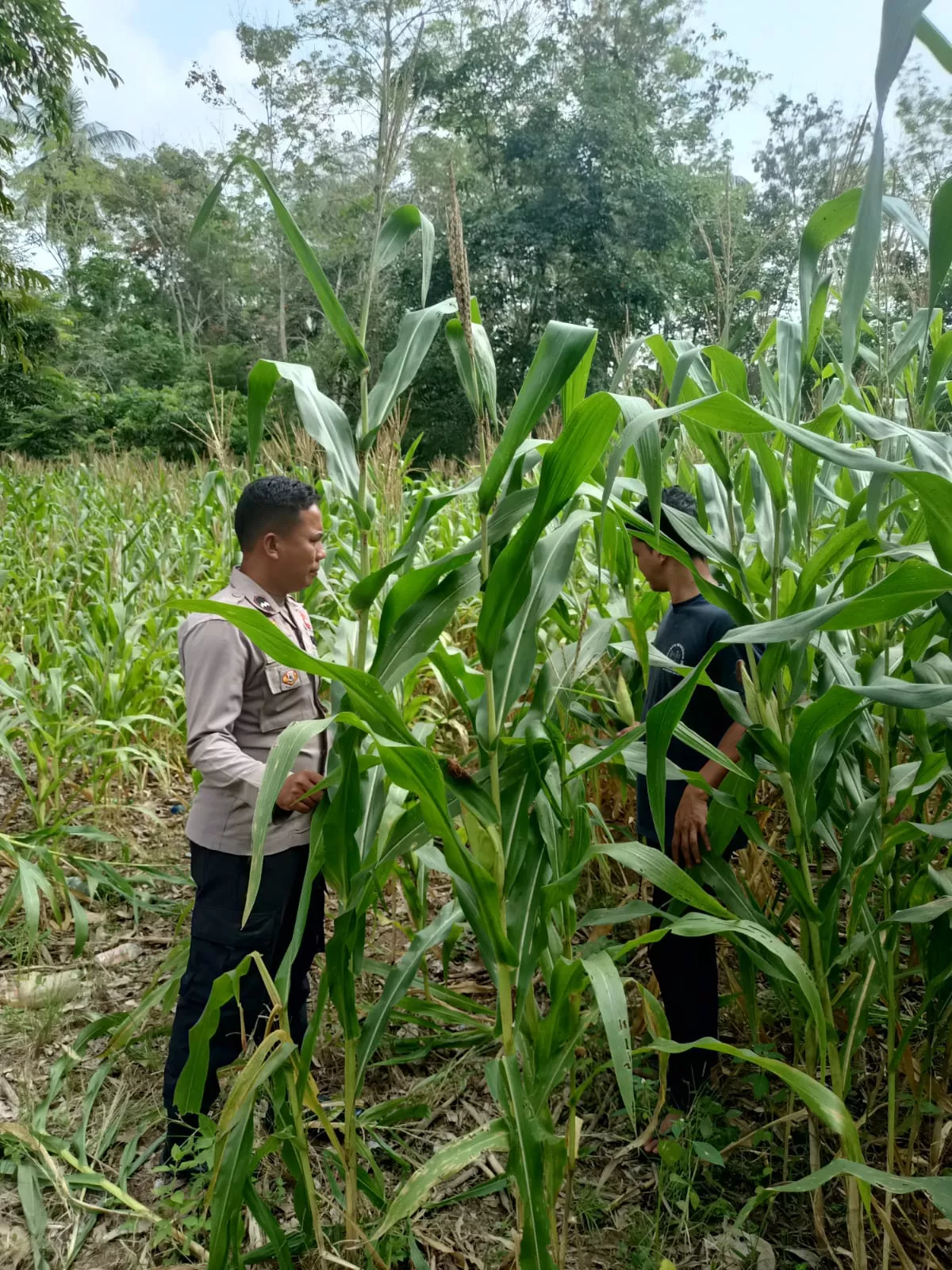 Polsek Kuantan Mudik Cek Perkembangan Jagung Pipil, Dukung Program Swasembada Pangan 2026