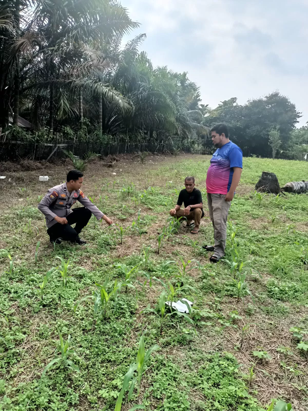 Polsek Kuantan Mudik Cek Pertumbuhan Jagung Pipil di Desa Banjar Guntung, Dukung Swasembada Pangan 2026