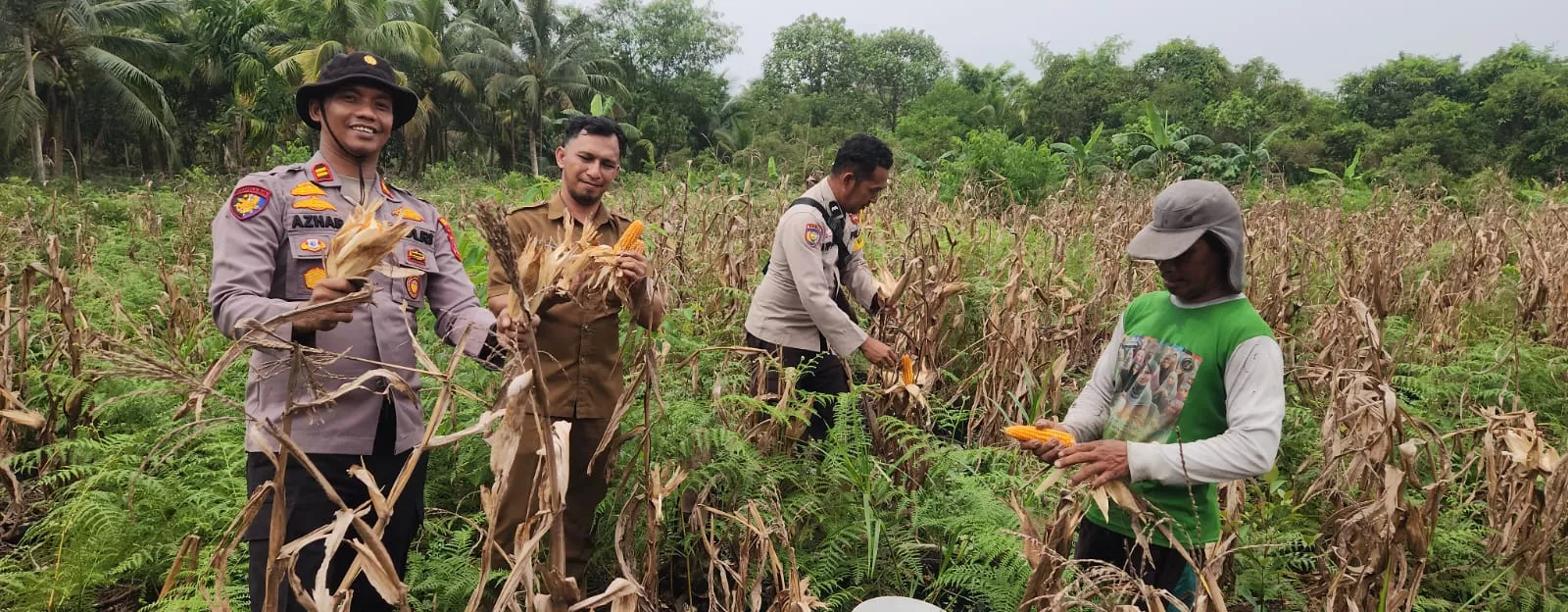 Panen Jagung Kuartal II di Teluk Belengkong Didorong untuk Perkuat Ketahanan Pangan